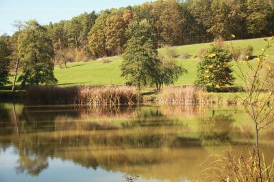 Schilf und Moor